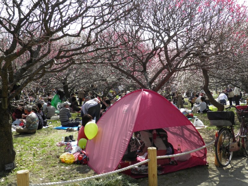 観梅を楽しむ人で埋め尽くされる梅の花の下の広場