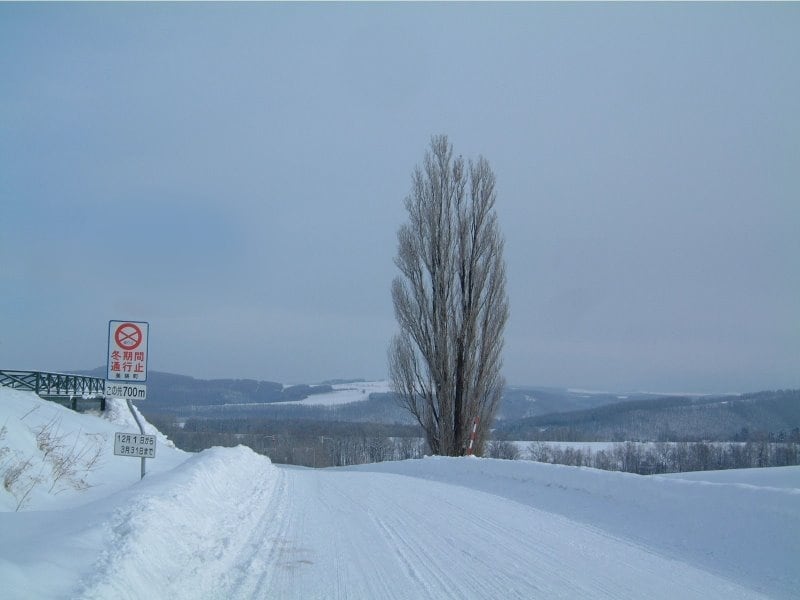 ケンとメリーの木の冬（2007年1月撮影）