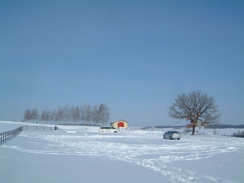 雪原の中にあるシラカバ並木とセブンスターの木