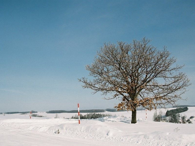 セブンスターの木の冬