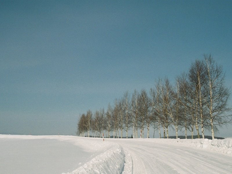 セブンスターの木近くのシラカバ並木の冬