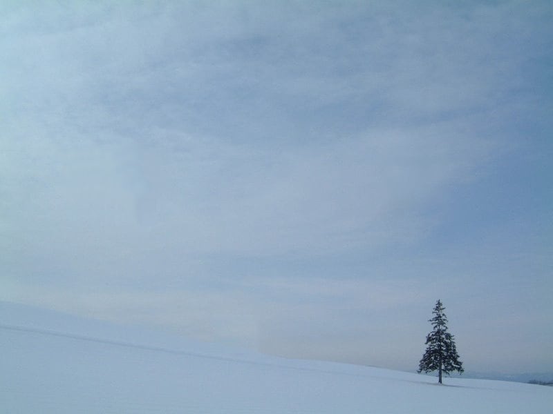 冬のクリスマスツリーの木