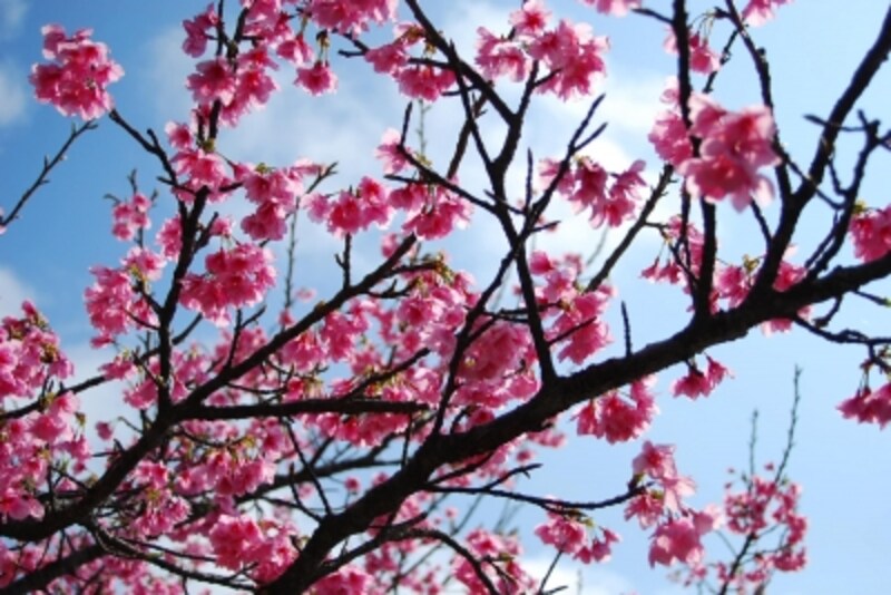 沖縄の桜の名所6選 日本一早い桜を満喫しよう 沖縄の観光 旅行 All About