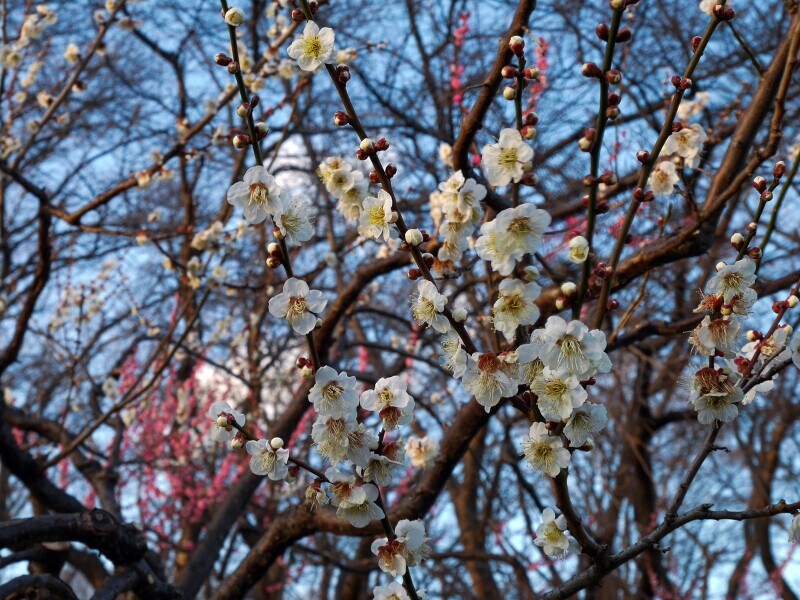 横浜では1月下旬～2月上旬からちらほら咲き始める梅の花。根岸森林公園にて（2017年2月17日撮影）