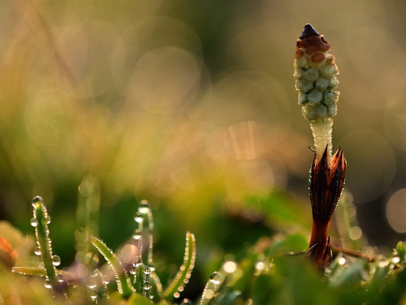 さまざまな生き物が活動しはじめる時期。つくし