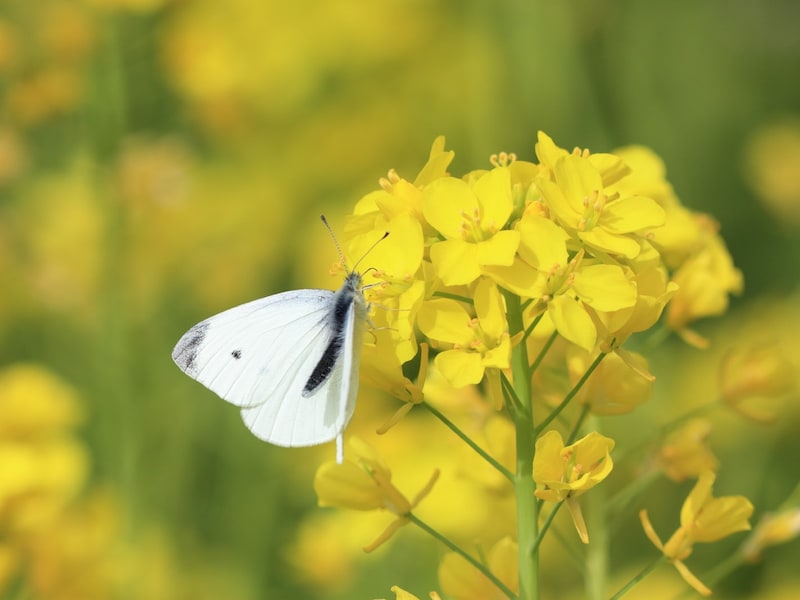 まさに、菜虫化蝶。紋白蝶には菜の花が似合います
