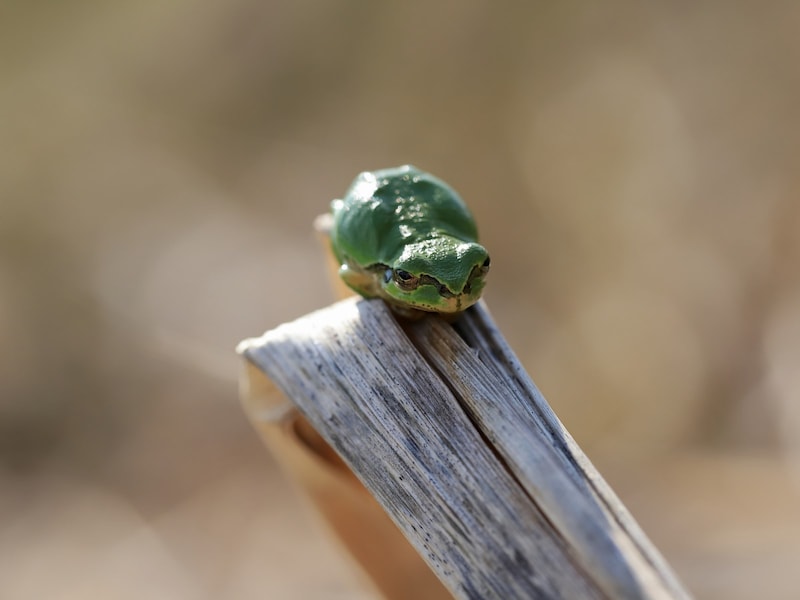冬眠明けのアマガエル。昔はカエルも「虫」と呼ばれていたので「蛙」という漢字は虫偏です