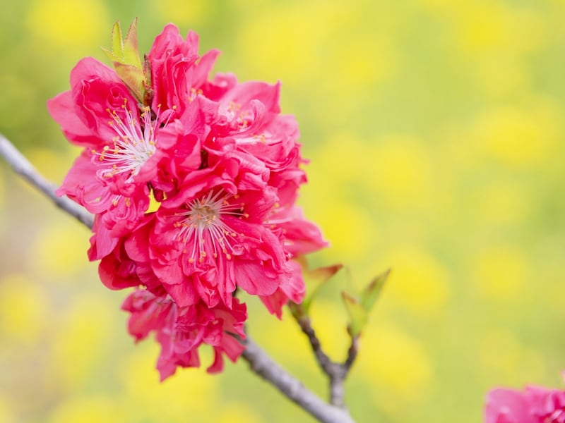 季節感たっぷりの桃の花と菜の花。春ですね