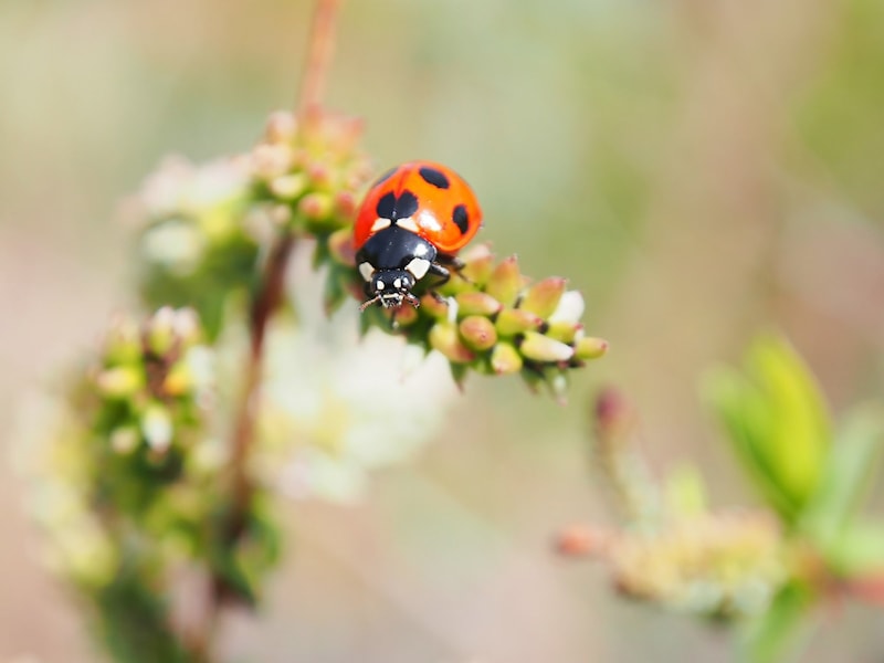 さまざまな生き物が活動しはじめる時期。テントウムシの姿もみられるようになります