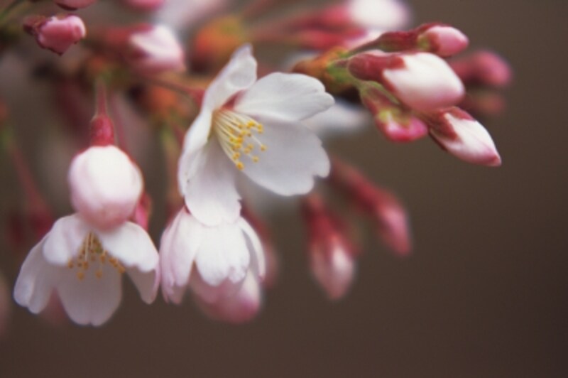 いつ咲くかしら……日本中が桜に注目し、お花見を楽しみます