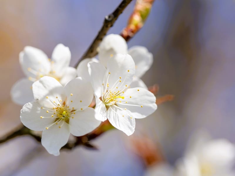 いつ咲くかしら……日本中が桜に注目し、お花見を楽しみます