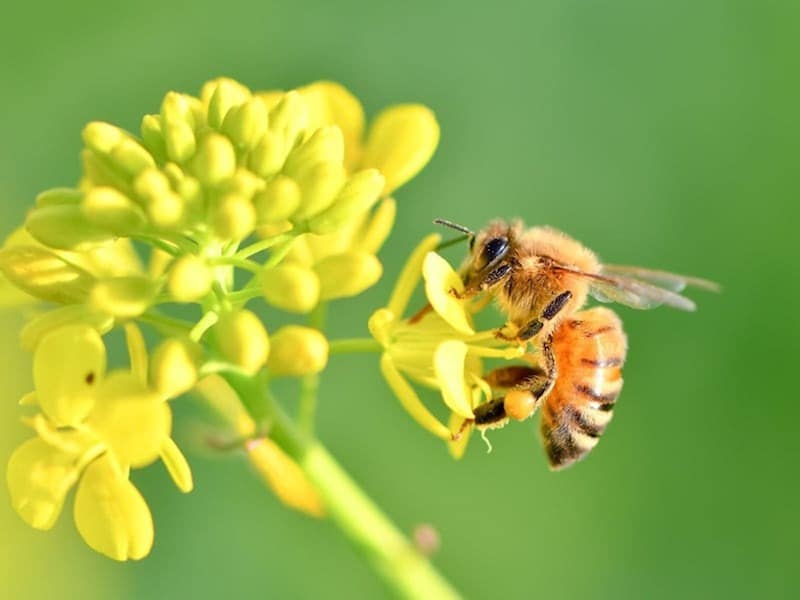 2026年春分の日はいつ？