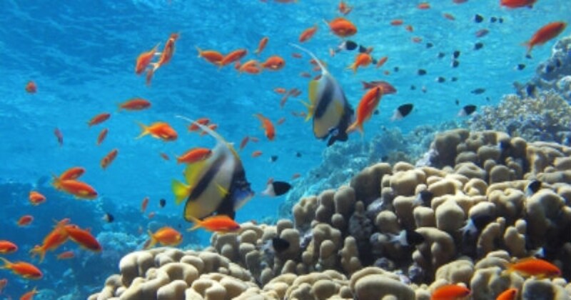 サンゴ礁,海のオアシス