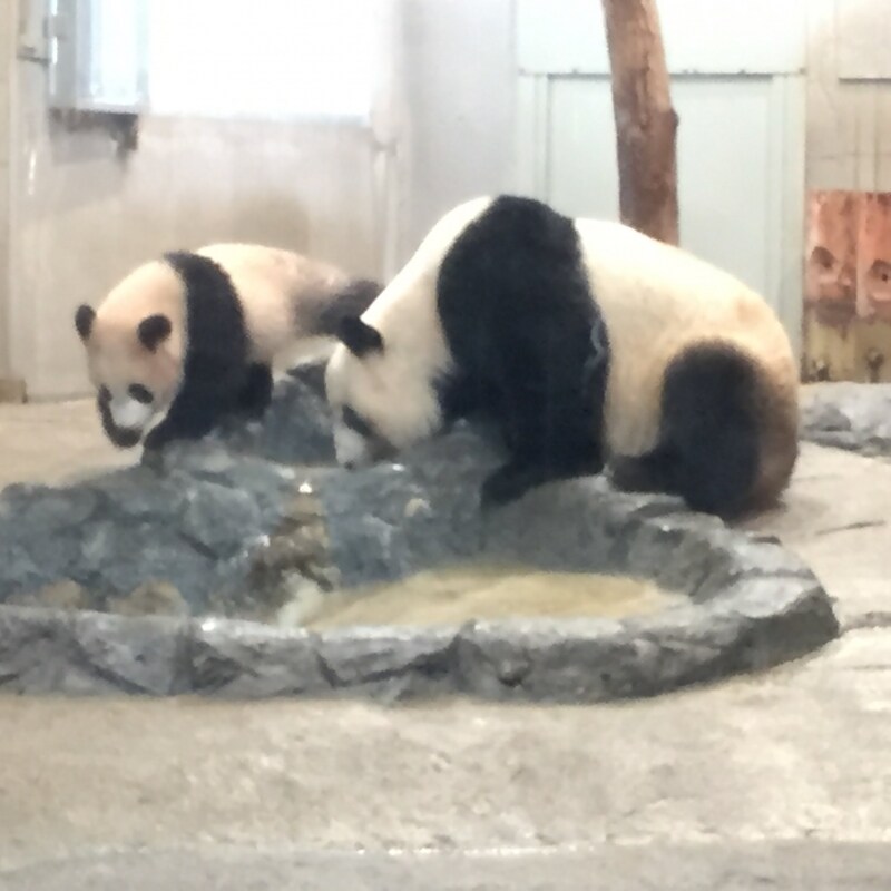 シンシンとシャンシャンの姿