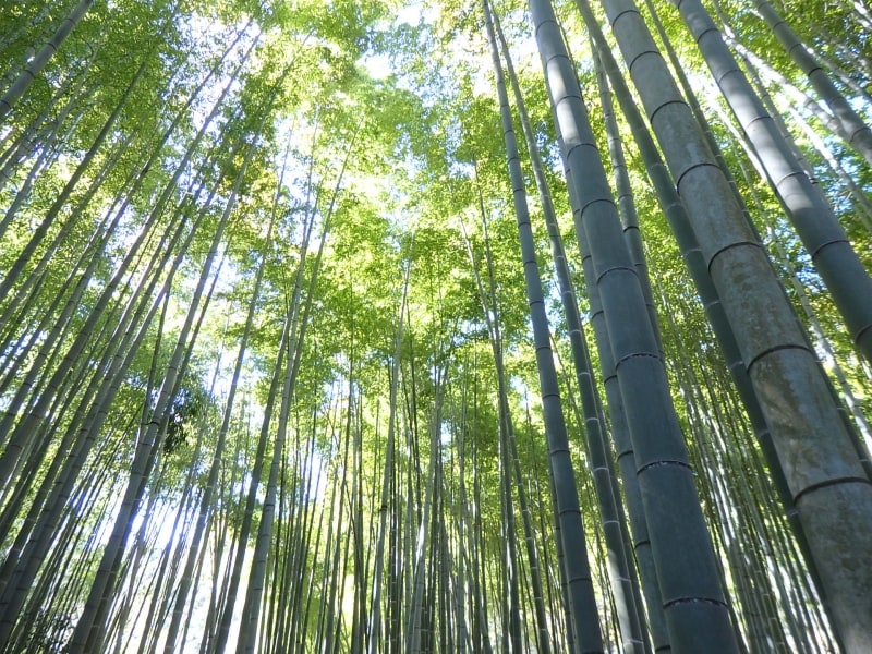 報国寺の竹林