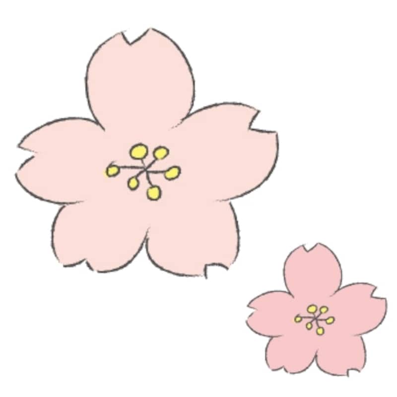 桜の花　イラスト　カラー　かわいい