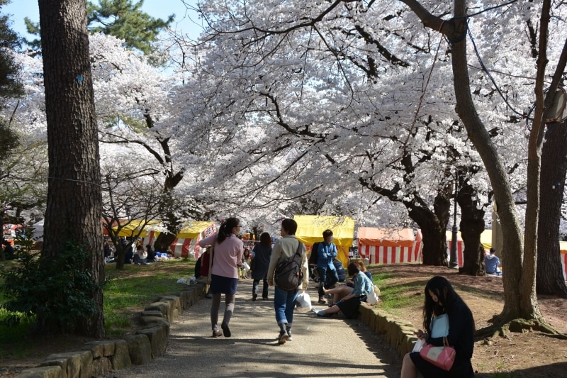 約1000本の桜が公園を早春の色に染め上げる大宮公園
