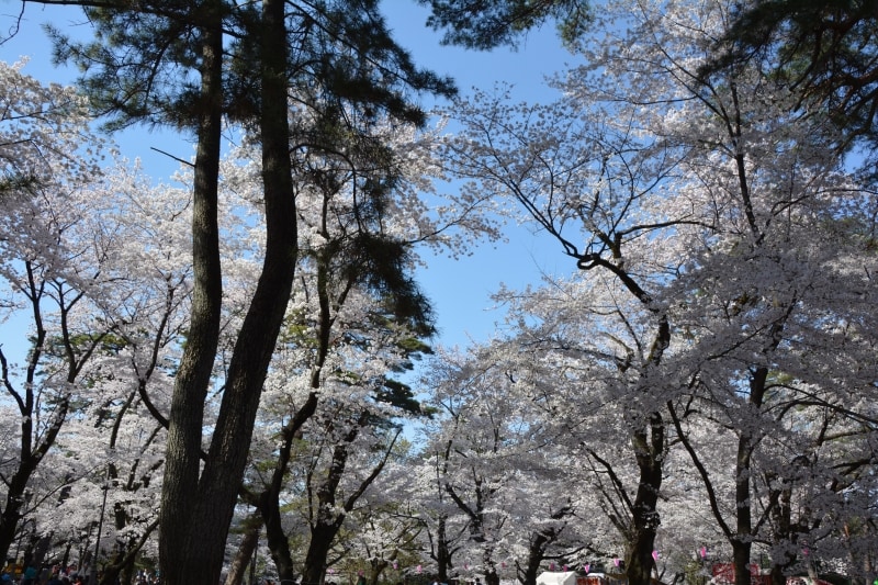 桜色と赤松の緑が溶け合う自由広場