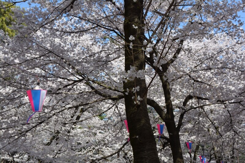 夜桜をライトアップする提灯
