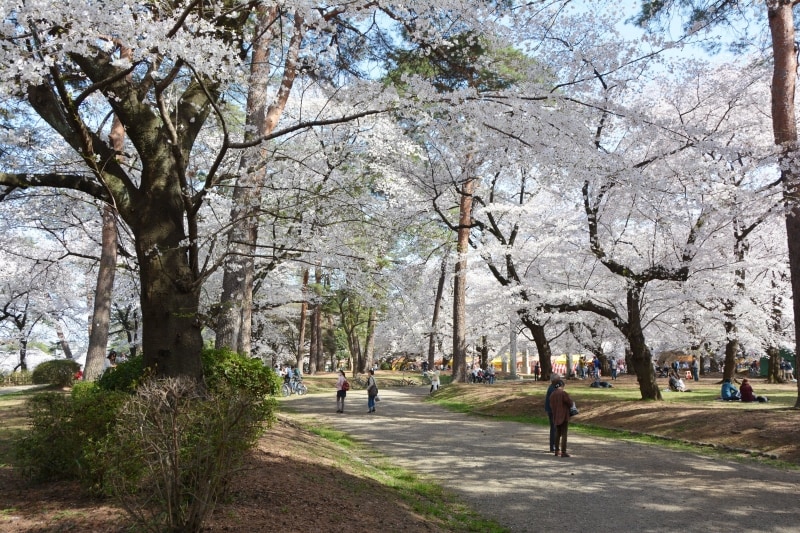 桜のトンネルとなる園内の遊歩道