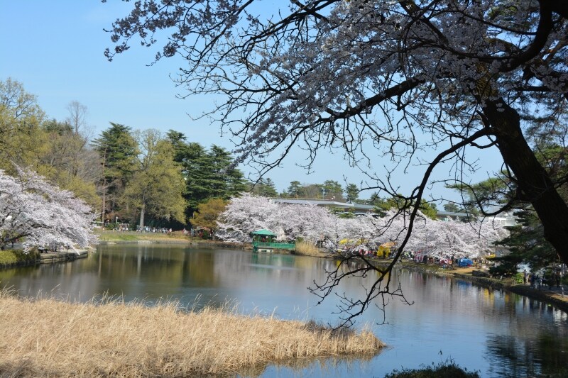 舟遊池を彩る水辺の桜