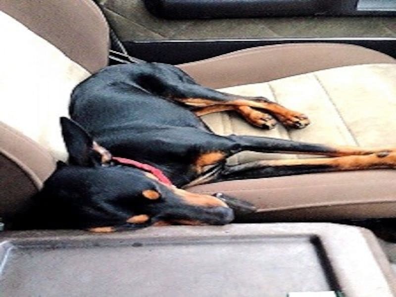 車の防犯に活躍したルシウス君