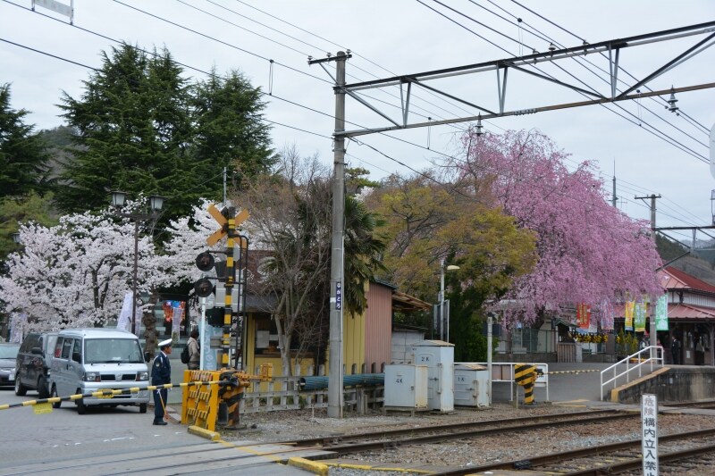 桜の花に囲まれる秩父鉄道の長瀞駅