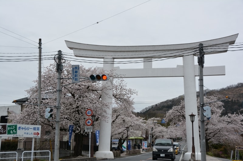 宝登山神社一の鳥居からの参道に整列する桜