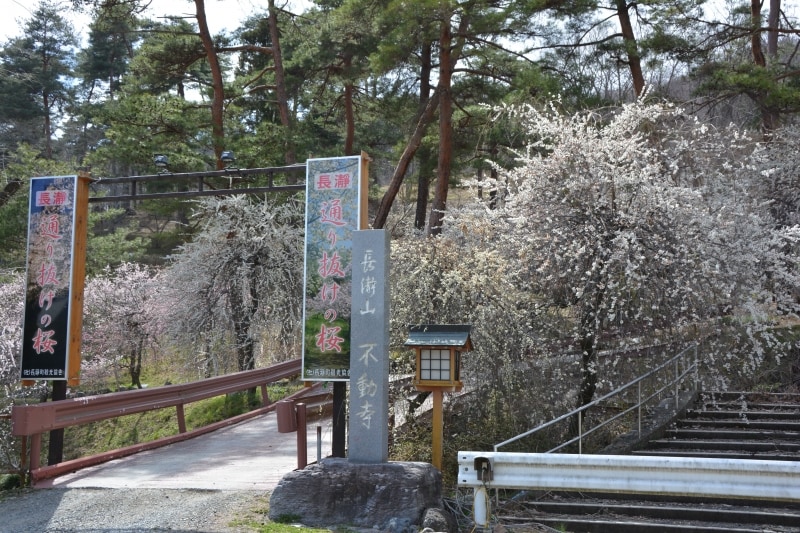 不動寺本堂を中心とする通り抜けの桜