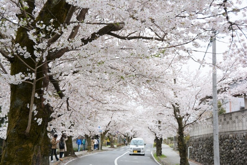 長瀞の桜スポット