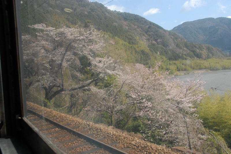 車窓から見えた桜