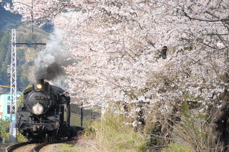 家山の桜トンネル