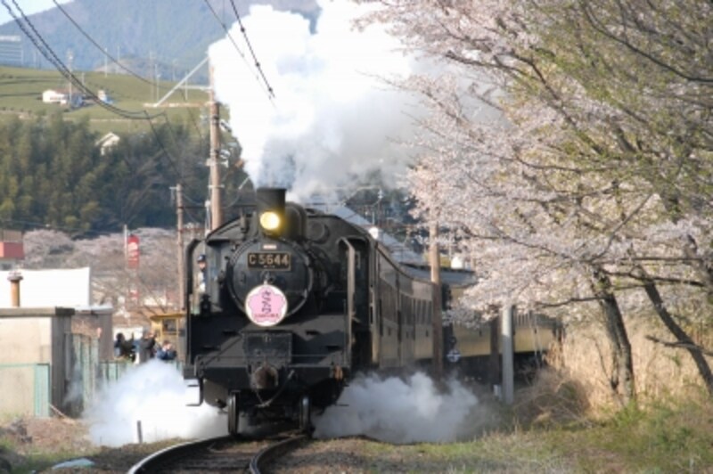 大井川鐵道で絶景の桜を見に行こう 家山の桜トンネル 鉄道 All About