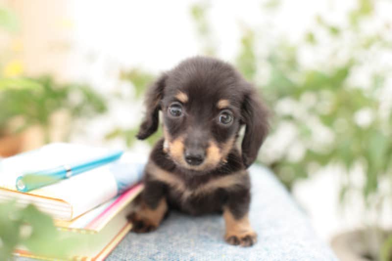 犬に名前をつけるときの5つのヒント 聞き取りやすい名前とは 犬 All About 犬に名前をつけるときの5つのヒント 聞き取りやすい名前とは 犬 All About