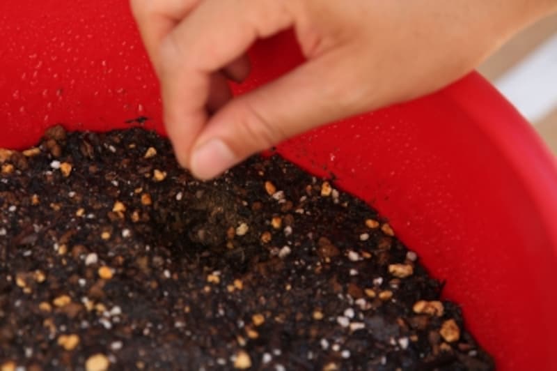 ニンジンundefined種まきundefined点まき