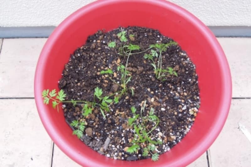 ニンジンundefined間引き