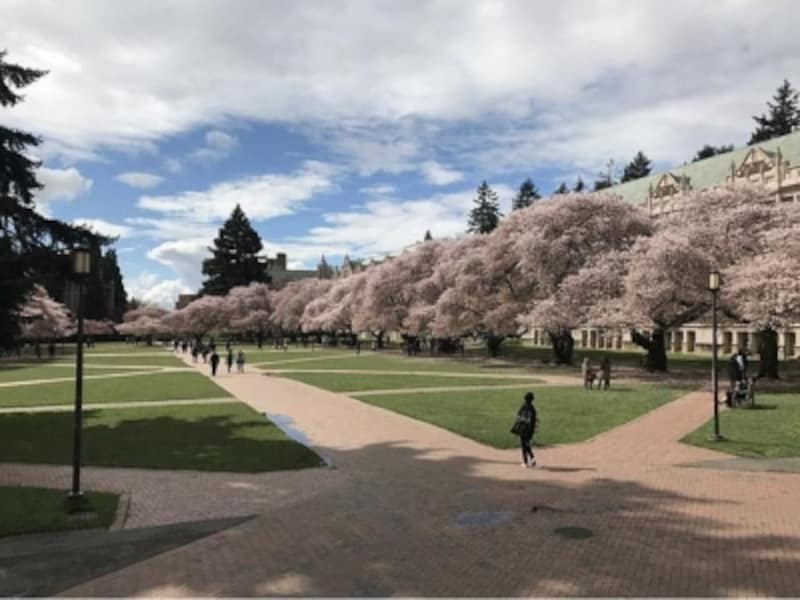 世界undefinedお花見undefined桜undefined海外undefined外国undefined春