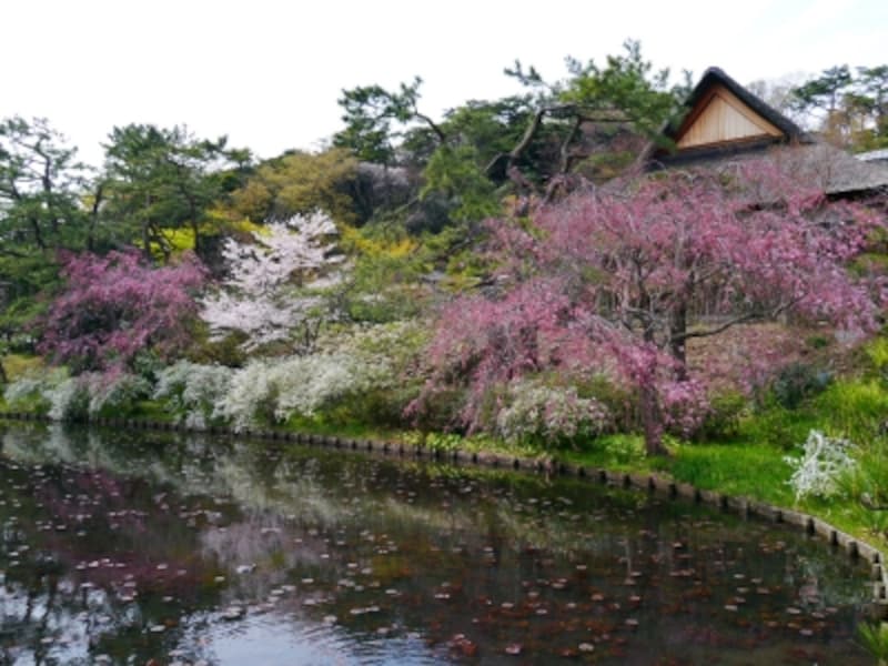 横浜 三溪園でお花見 2020年の桜の見ごろ 混雑状況 横浜の観光