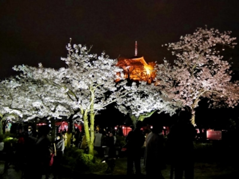 横浜 三溪園でお花見 21年の桜の見ごろ 混雑状況 横浜の観光 旅行 All About