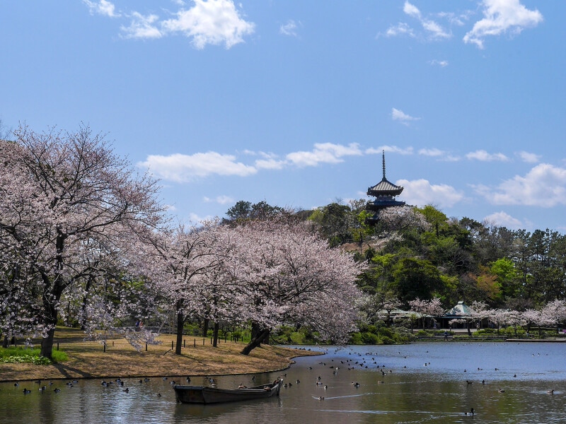 大池周辺にはソメイヨシノが美しく咲き誇ります（2020年4月2日撮影）