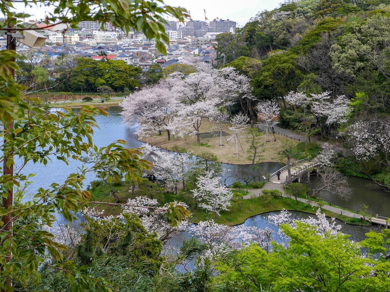 旧燈明寺三重塔周辺からは淡いピンク色に染まる三溪園内のようすを眺めることができます(2020年4月2日撮影)