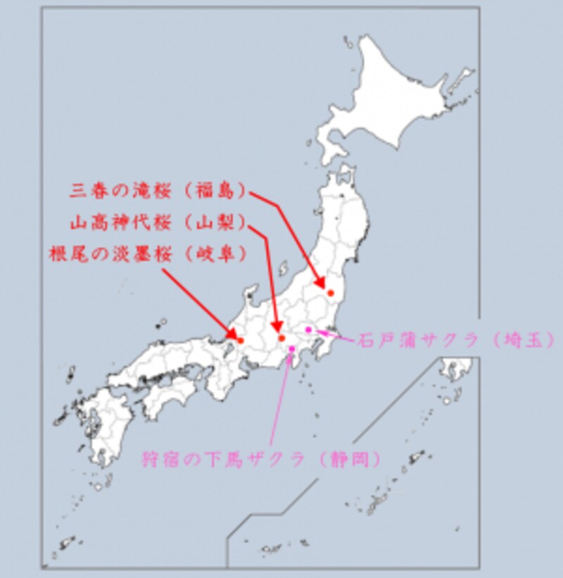 日本三大桜、五大桜の分布図