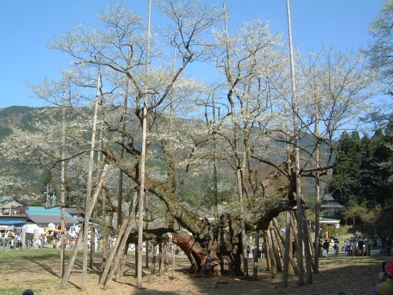 根尾の淡墨桜（2）