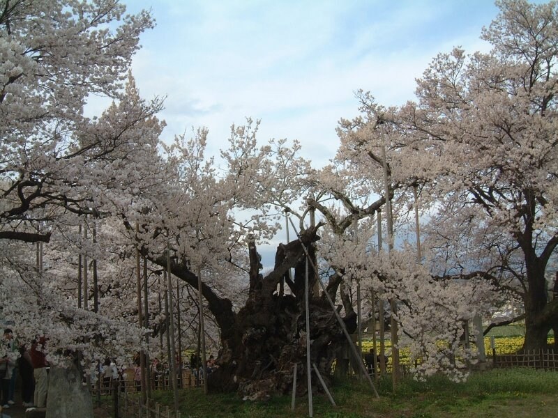 山高神代桜（1）