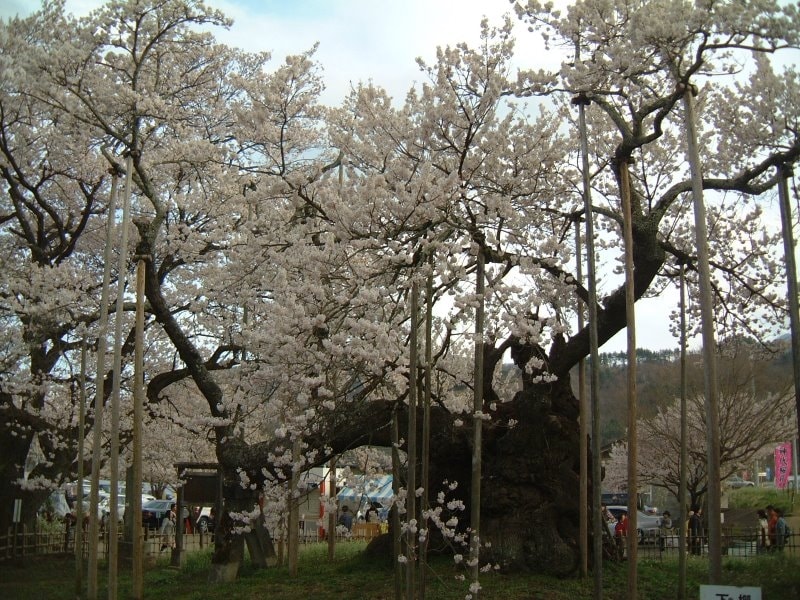 山高神代桜（2）