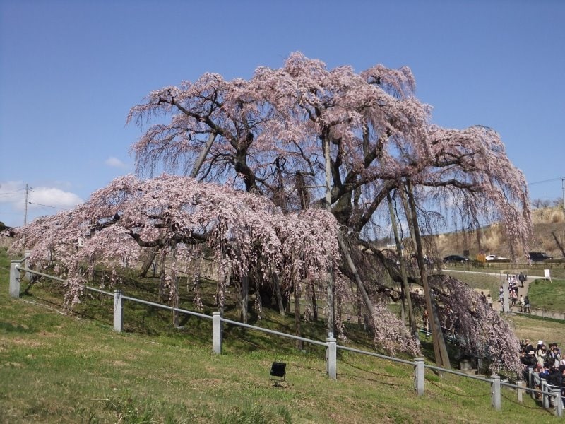 三春の滝桜（1）