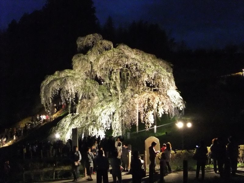 三春の滝桜（2）