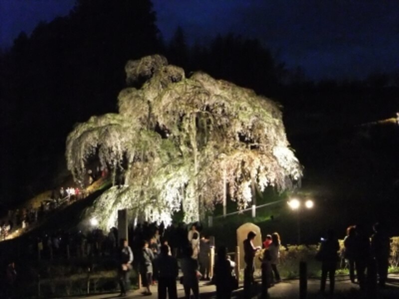 三春の滝桜（2）