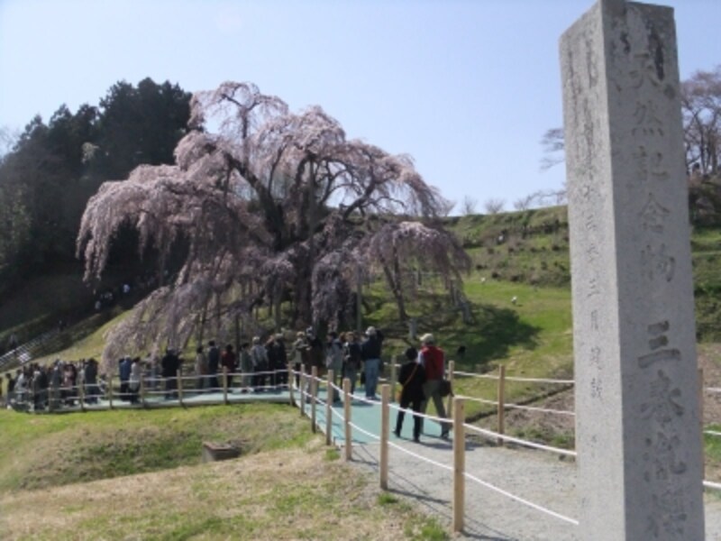 三春の滝桜（3）