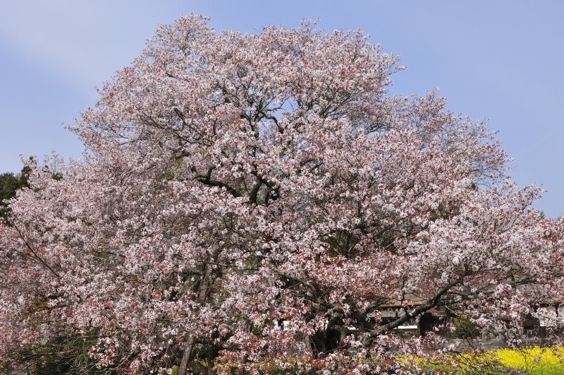 狩宿の下馬サクラ